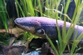 Electric eel Royalty Free Stock Photo