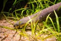 Electric eel detail Royalty Free Stock Photo