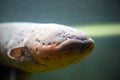 Electric eel Electrophorus electricus Royalty Free Stock Photo