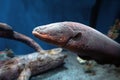 Electric eel Royalty Free Stock Photo