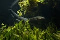 The electric eel Electrophorus electricus. Royalty Free Stock Photo