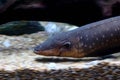 Electric eel Electrophorus electricus Royalty Free Stock Photo