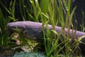 Electric eel Electrophorus electricus Royalty Free Stock Photo