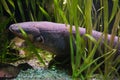 Electric eel Electrophorus electricus