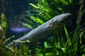 Electric eel Electrophorus electricus. Royalty Free Stock Photo