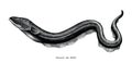 Electric Eel hand drawing vintage engraving illustration Royalty Free Stock Photo
