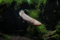 Electric eel swam out from behind the algae Royalty Free Stock Photo