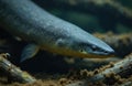 Electric eel underwater. It has a long cylindrical body with a flat head. The eel shows detail of the fish looking at the camera. Royalty Free Stock Photo