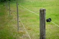 Electric fence around farm / horse paddock