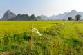 Electric fence in rice field