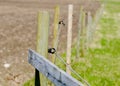 Electric Fence