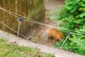 fence wire with blurred animal at the background. Protection of the garden and home from rodents pests and dangerous Royalty Free Stock Photo