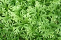 Green electric fern texture and background. Selaginella longipinna in rainforest.