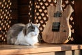 Electric guitar and a cat outside on the terrace Royalty Free Stock Photo