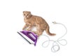 Electric iron with funny cat on it on white background. Copy space. Holiday card creative concept, banner, advertising