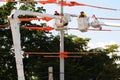 Electric linemen power-line Royalty Free Stock Photo