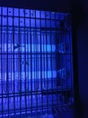 electric mosquito and insect zapper with blue lights turned on Royalty Free Stock Photo