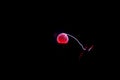 Electric Plasma Ball on Dark Background Royalty Free Stock Photo