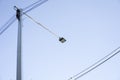 Electric pole with blue sky