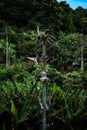 Electric poles with lots of wires hanging from it on lush tropical vegetation background in Thailand Royalty Free Stock Photo