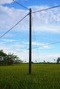 electric poles planted in rice fields Royalty Free Stock Photo