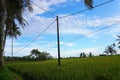 electric poles planted in rice fields Royalty Free Stock Photo
