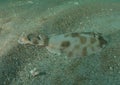 Electric Ray in the Sand