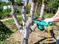 Electric saw sawing trunk of tree in garden