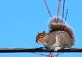 Electric squirrel Royalty Free Stock Photo