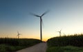 Electric sunset at the corn field Royalty Free Stock Photo