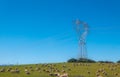 electric trellis in a sheep pasture