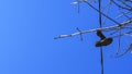 Electric wire with sneakers hanging and tree branches. Classic blue sky background Royalty Free Stock Photo