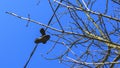 Electric wire with sneakers hanging and tree branches. Classic blue sky background Royalty Free Stock Photo