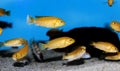 Electric Yellow Afican Cichlid - Labidochromis caeruleus Royalty Free Stock Photo