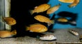 Electric Yellow Afican Cichlid - Labidochromis caeruleus Royalty Free Stock Photo
