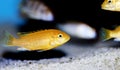 Electric Yellow Afican Cichlid - Labidochromis caeruleus Royalty Free Stock Photo