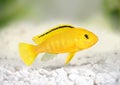 Electric yellow cichlid Labidochromis caeruleus Malawi Aquarium Fish Royalty Free Stock Photo