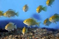 Electric Yellow Cichlids 700076