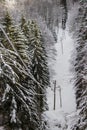 Electrical cables running through forest Royalty Free Stock Photo