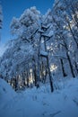 Electrical cables running through forest near Komna Royalty Free Stock Photo