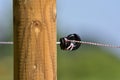 electrical fence Royalty Free Stock Photo
