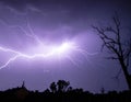 Electrical Storm with Lightning Strikes at Night with Silhouetted Trees and Dramatic Purple Sky Royalty Free Stock Photo