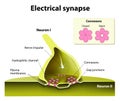 Electrical synapses