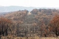 Electrical transmission lines amongst severely burnt Eucalyptus trees after a bushfire in The Blue Mountains Royalty Free Stock Photo