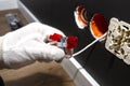 An electrician in white gloves is installing a network cable for the RJ45 module to the computer socket in the room.