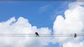 Electrician work installation of high voltage cable in high voltage safely and systematically over and blue sky background Royalty Free Stock Photo