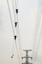 Electrician worker of Metropolitan Electricity Authority working repair electrical system on electricity pillar or Utility pole Royalty Free Stock Photo