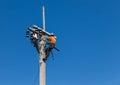 Electricians climbing work in the height on concrete electric power pole