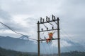 Electricians working high on electricity pole in Vietnam