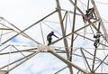 Electricians working on pylon construction tower Royalty Free Stock Photo